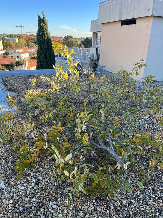 Branche tombée sur une toiture-terrasse gravillonnée avant entretien