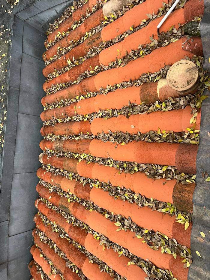 Couverture en tuiles canal encombrée de feuilles mortes avant entretien