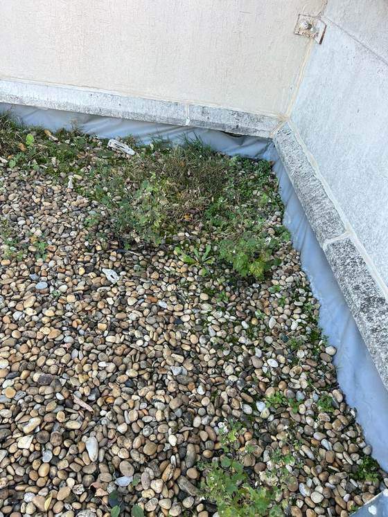 Végétation qui pousse dans les gravillons d'une toiture-terrasse avant désherbage