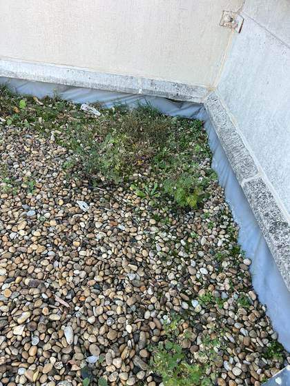 Végétation qui pousse dans les gravillons d'une toiture-terrasse avant désherbage
